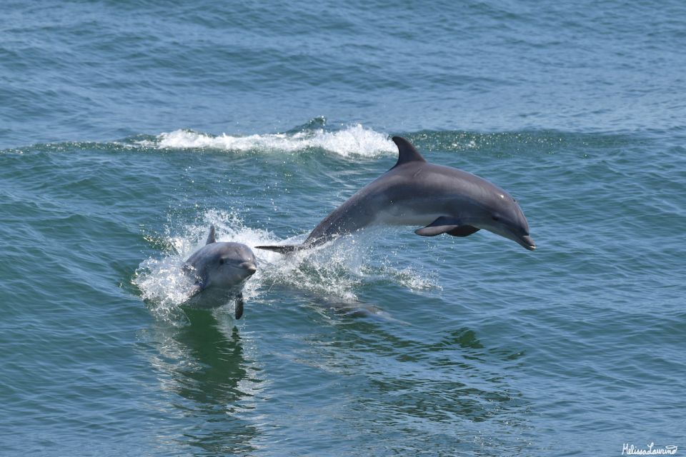 Cape May: Dolphin and Bird Watching Cruise - Highlights of the Cruise