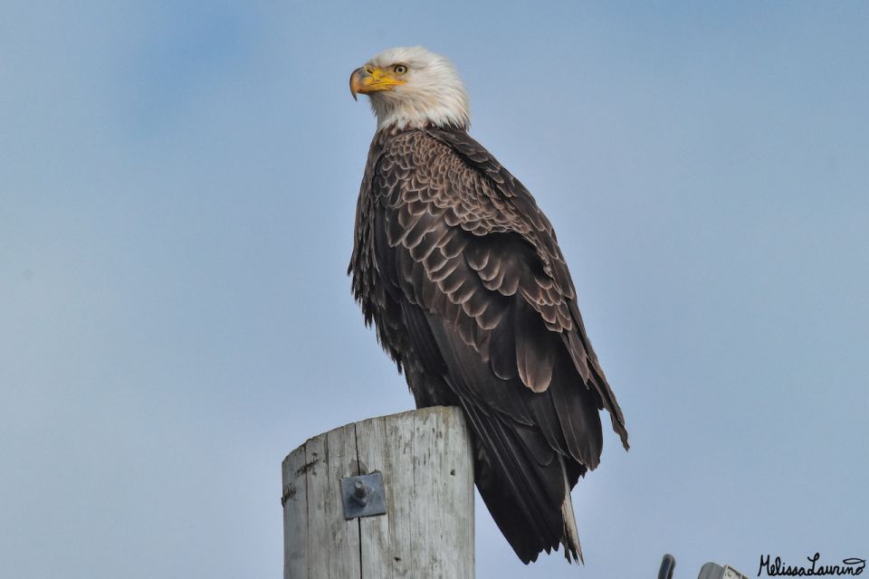 Cape May: Dolphin and Bird Watching Cruise - Booking Information