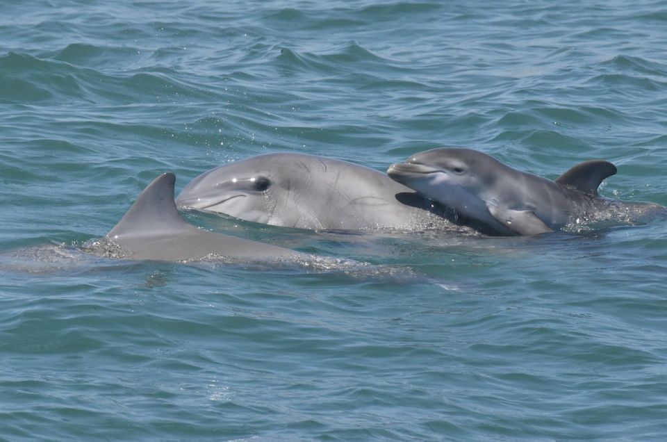 Cape May: Dolphin and Bird Watching Cruise - Frequently Asked Questions