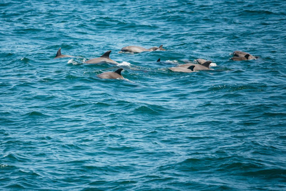Cape May: Jersey Shore Whale and Dolphin Watching Cruise - Scenic Highlights