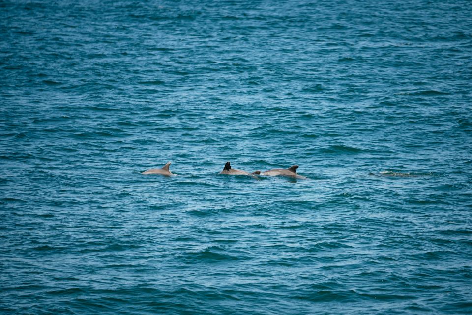 Cape May: Jersey Shore Whale and Dolphin Watching Cruise - Whats Included