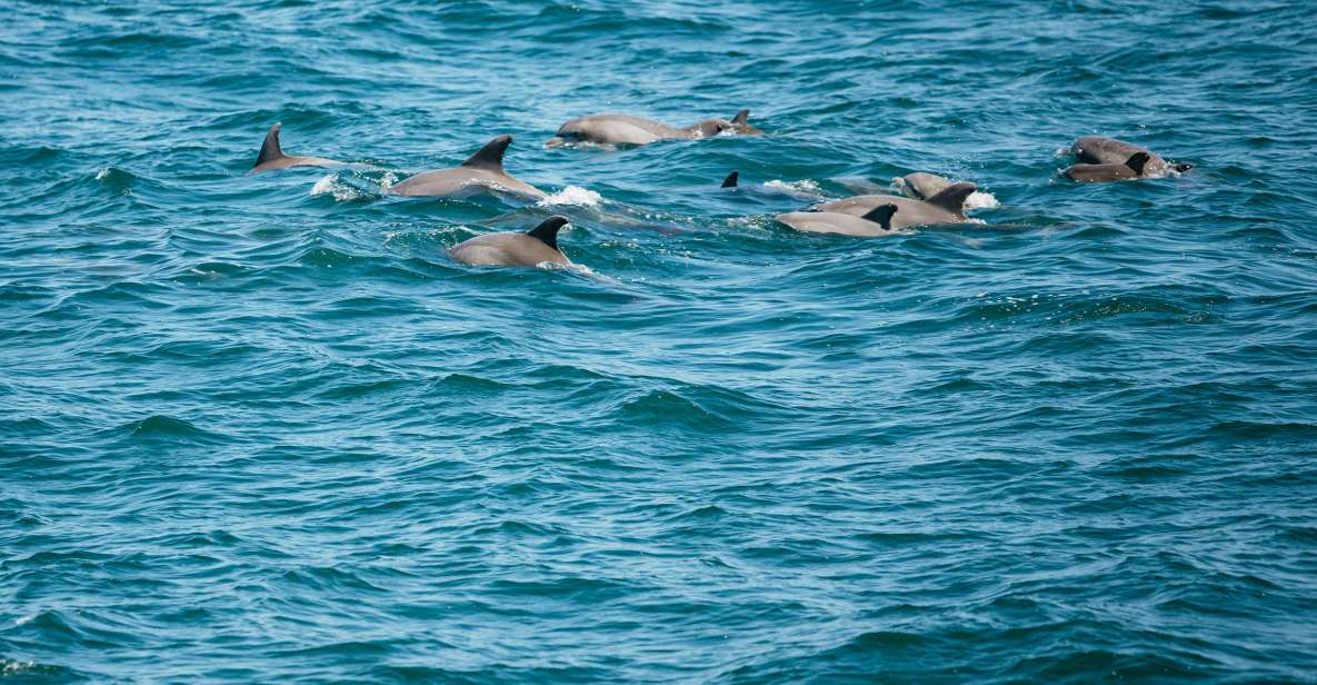 Cape May: Jersey Shore Whale and Dolphin Watching Cruise - Safety Information