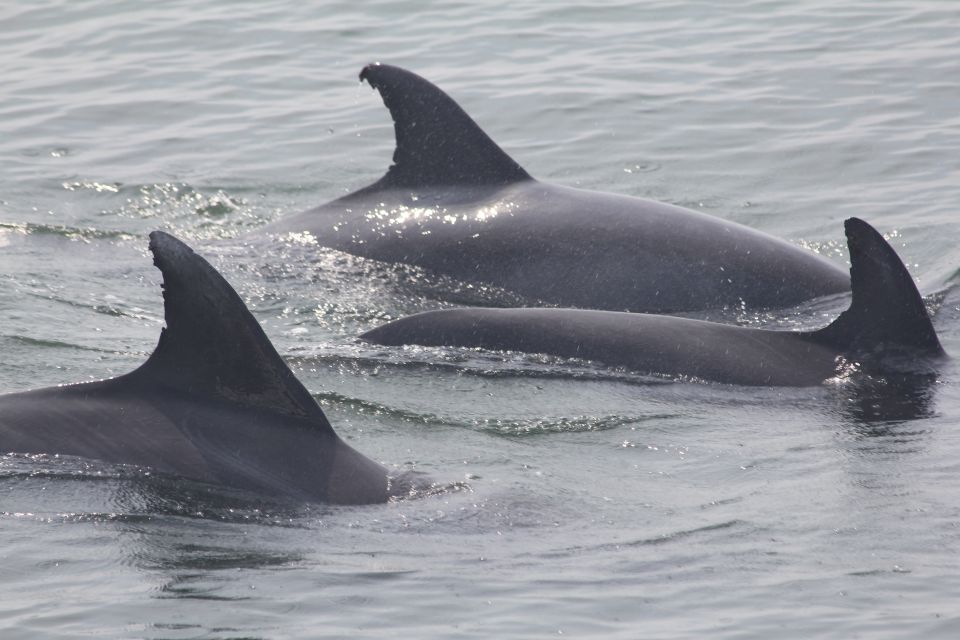 Cape May: Scenic Whale and Dolphin Watching Cruise - Highlights of the Cruise