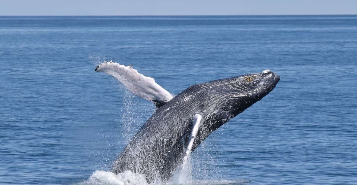 Cape May: Scenic Whale and Dolphin Watching Cruise - Inclusions and Amenities