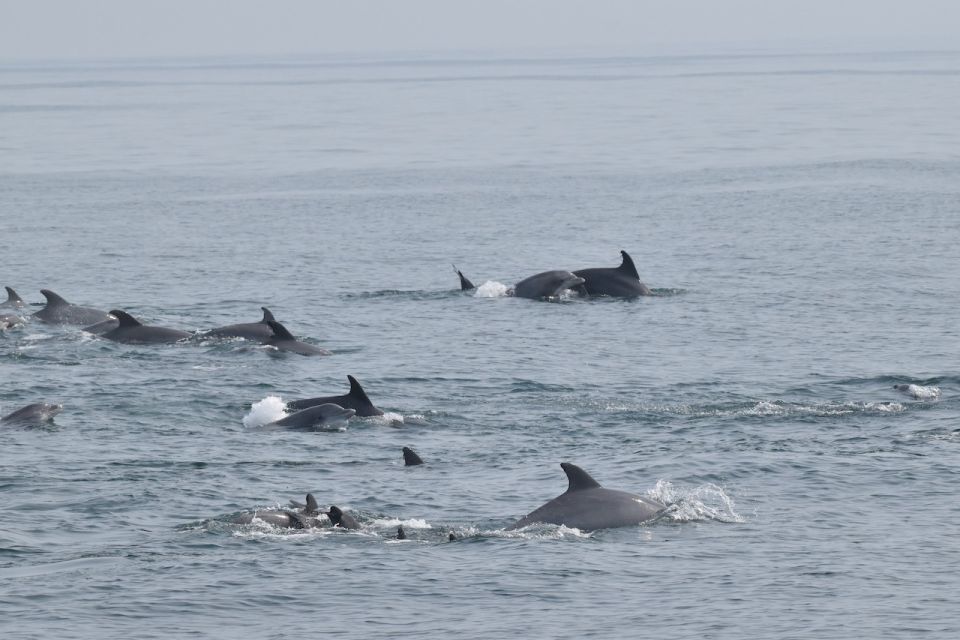 Cape May: Scenic Whale and Dolphin Watching Cruise - Preparing for the Cruise