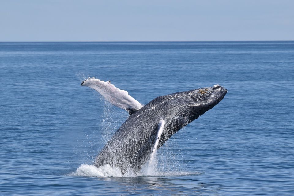 Cape May: Scenic Whale and Dolphin Watching Cruise - Navigating Towards Delaware Bay