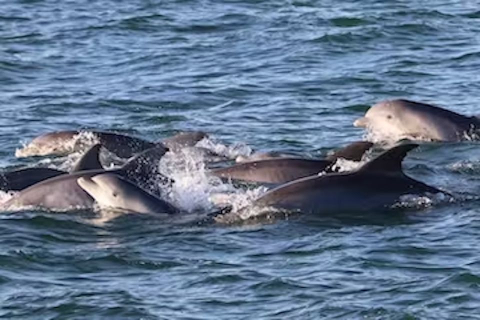 Cape May: Sunset Dolphin Cruise With Optional Wine Tastings - Key Points