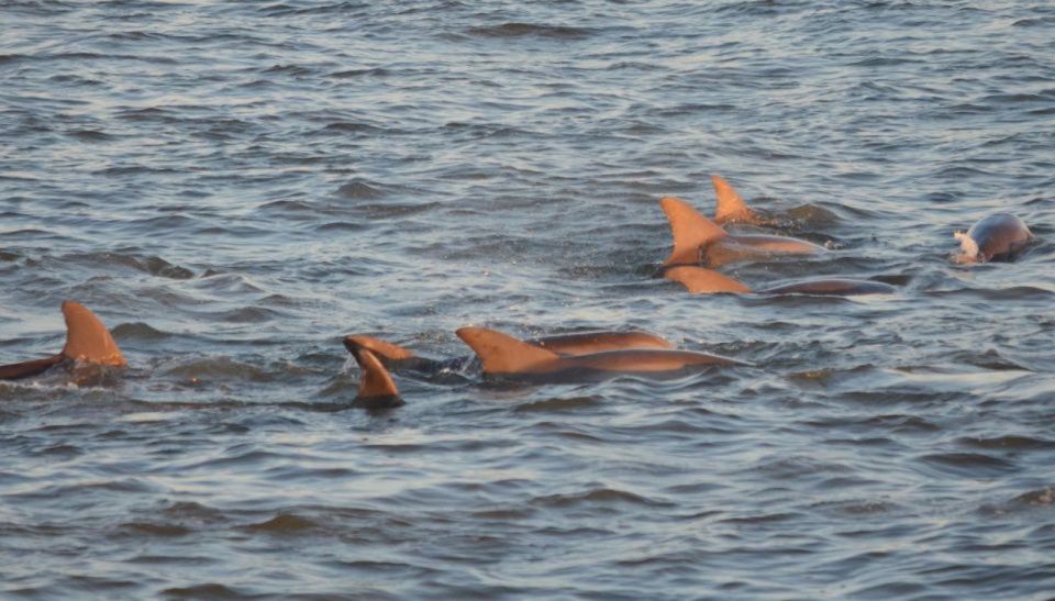 Cape May: Sunset Dolphin Cruise With Optional Wine Tastings - Duration and Meeting Point