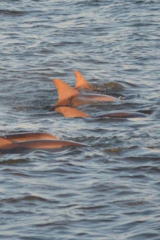 Cape May: Sunset Dolphin Cruise With Optional Wine Tastings - Safety and Accessibility