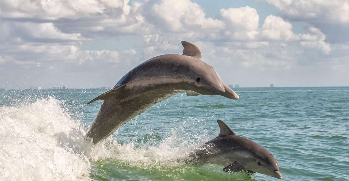 Cape May: Weekend Whale and Dolphin Watching Cruise - Key Points