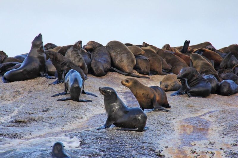 Cape of Good Hope and Penguins Private Tour With Entry Fees - Tour Overview and Pricing