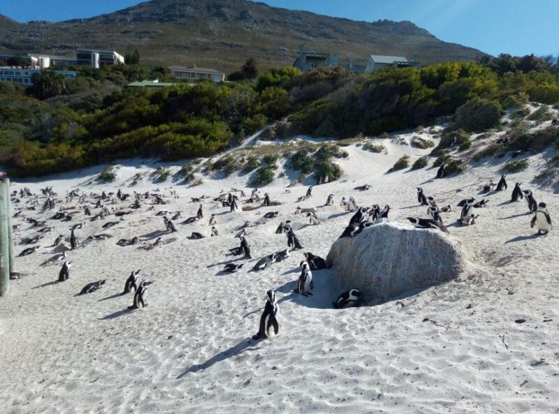 Cape of Good Hope, Cape Point, Boulders Beach (Penguins) - Tour Overview