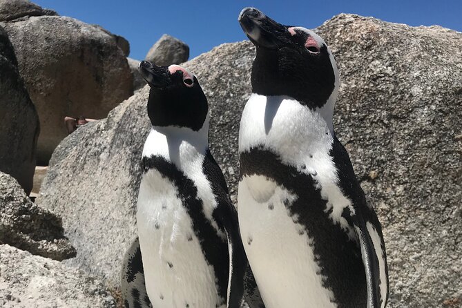 Cape of Good Hope Cape Point for Groups - Convenient Pickup Details