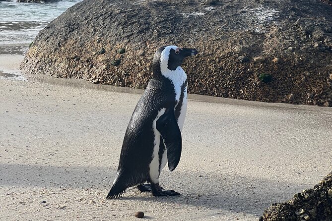 Cape of Good Hope Cape Point for Groups - Accessibility Options Available