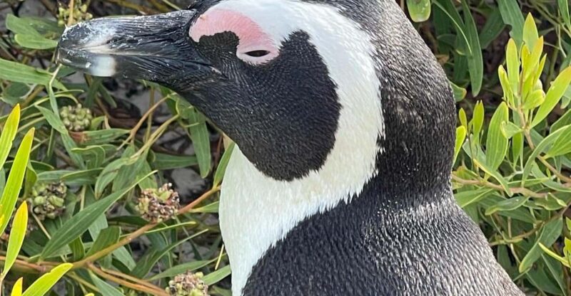 Cape of Good Hope- Chapman'S Peak Route & Penguins - Good To Know