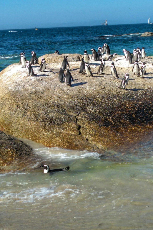 Cape of Good Hope- Chapman'S Peak Route & Penguins - Transportation and Guide