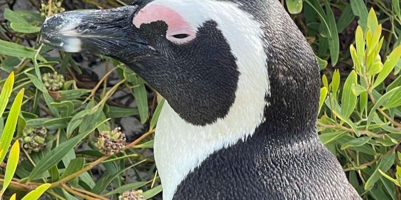 Cape of Good Hope- Chapman'S Peak Route & Penguins - Entrance Fees