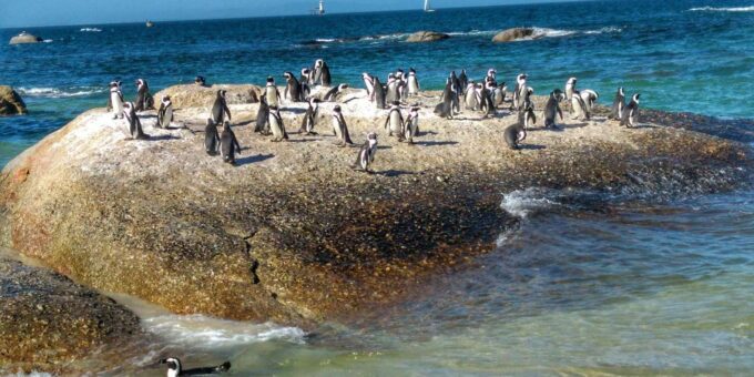 Cape of Good Hope- Chapman'S Peak Route & Penguins - Frequently Asked Questions