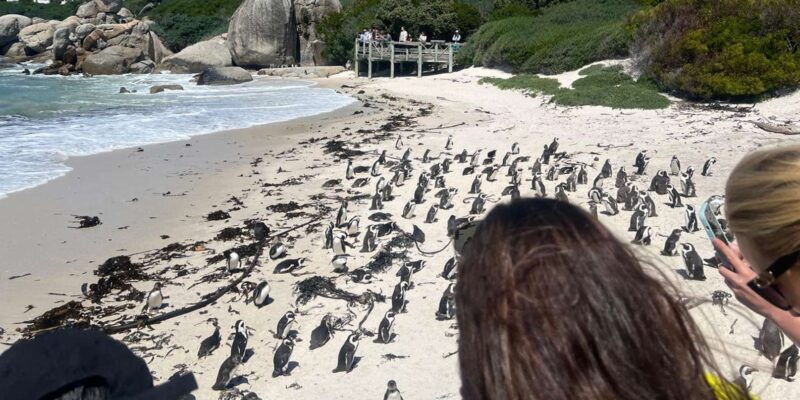Cape of Good Hope, Penguins and Table Mountain Private Tour - Inclusions