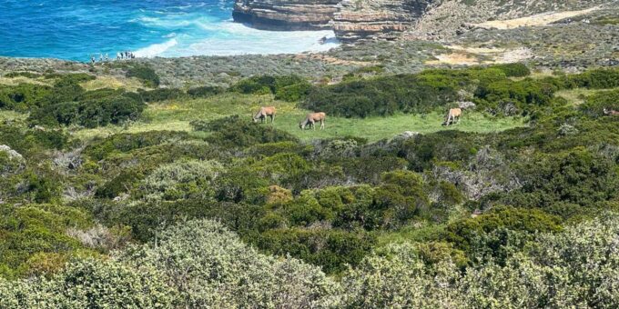 Cape of Good Hope, Penguins and Table Mountain Private Tour - Frequently Asked Questions