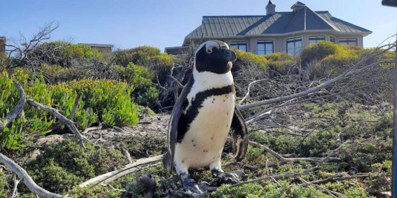 Cape of Good Hope & Penguins Private Tour - Itinerary Highlights