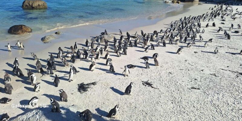 Cape of Good Hope & Penguins Private Tour - Inclusions