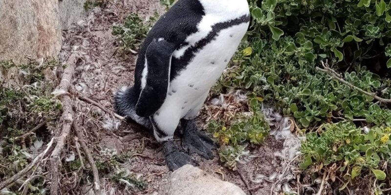 Cape of Good Hope & Penguins Private Tour - Important Information