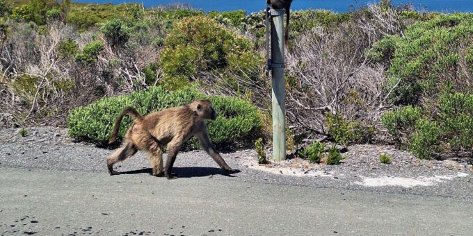 Cape of Good Hope & Penguins Private Tour - Booking and Cancellation