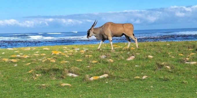 Cape of Good Hope & Penguins Private Tour - About the Destination