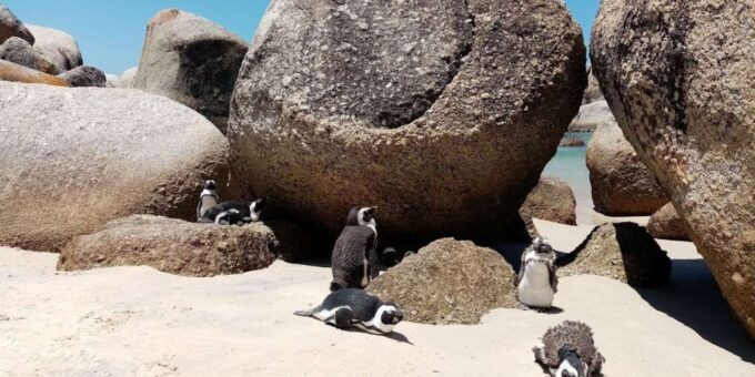 Cape of Good Hope & Penguins Private Tour - Frequently Asked Questions