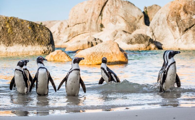 Cape of Good Hope Penguins Seals & Chapmans Peak Shared Tour - Good To Know