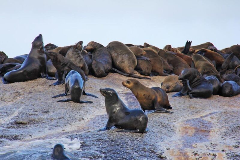Cape of Good Hope Penguins Seals & Chapmans Peak Shared Tour - Exploring Bo-Kaaps Vibrant Culture