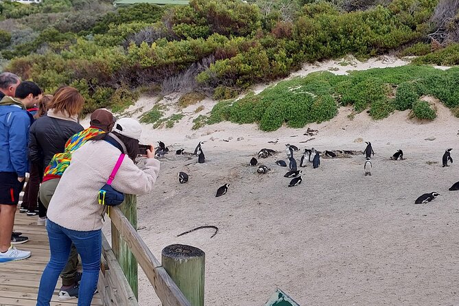 Cape of Good Hope, Seal Island and Penguins Tour - Key Points