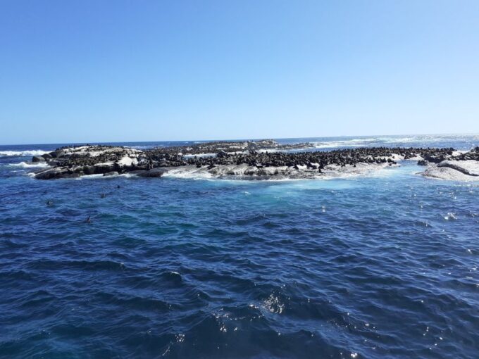 Cape of Good Hope: Sightseeing and African Penguins Tour - Exploring the Cape of Good Hope