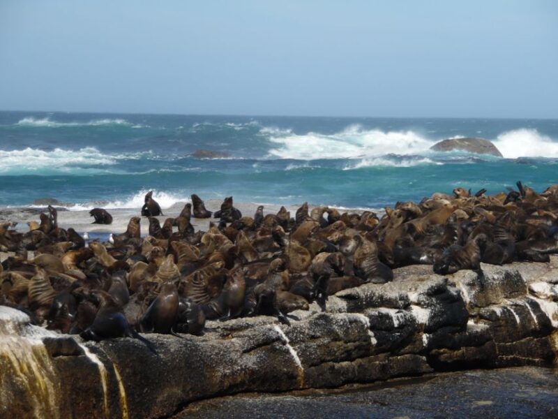 Cape Peninsula Full-Day Tour From Cape Town - Good To Know