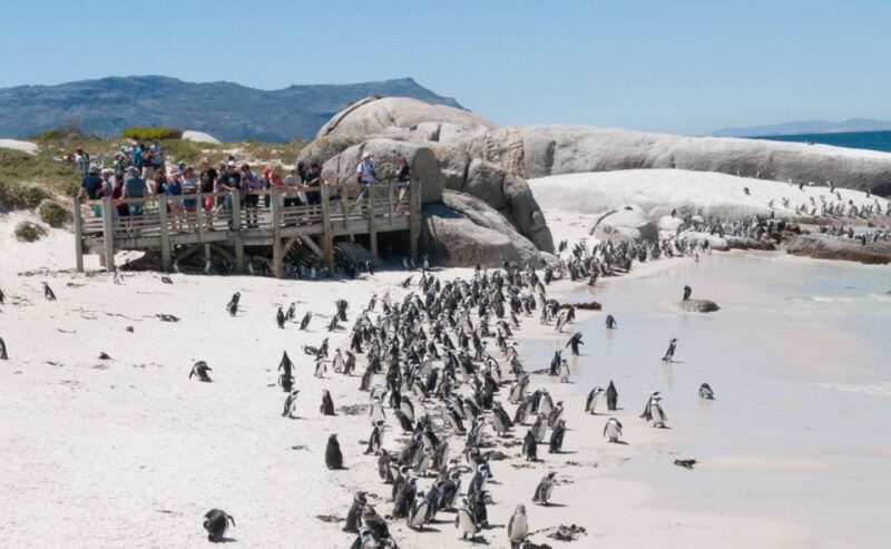 Cape Peninsula Full-Day Tour From Cape Town - Boat Trip to Duiker Island