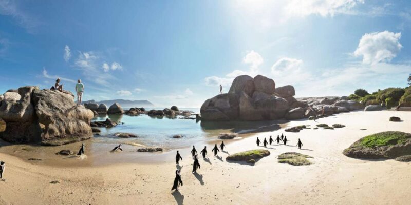 Cape Peninsula Half Day Tour - Good To Know