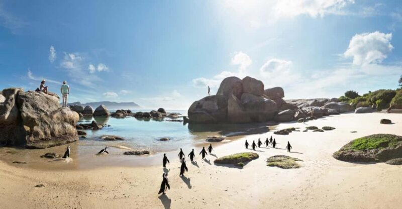 Cape Peninsula Half Day Tour - Highlights of the Tour