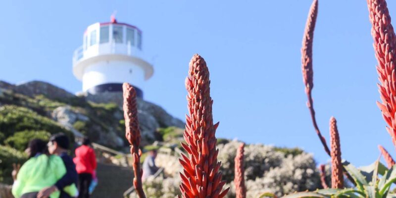 Cape Peninsula Half Day Tour - Included in the Tour