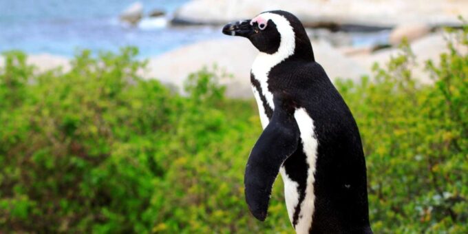 Cape Peninsula Half Day Tour - Scenic Journey Back to Cape Town