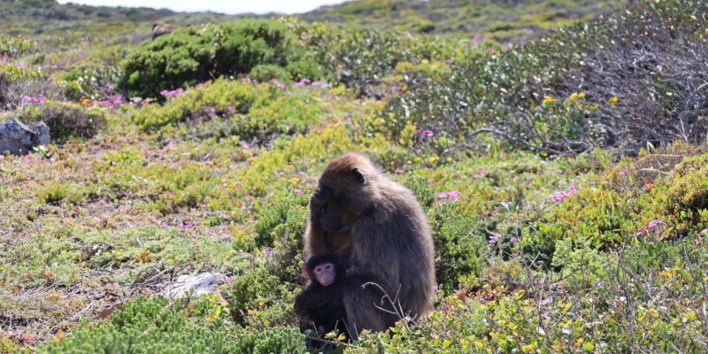Cape Peninsula & Penguins Beach Half Day Tour From Cape Town - Inclusions and Exclusions