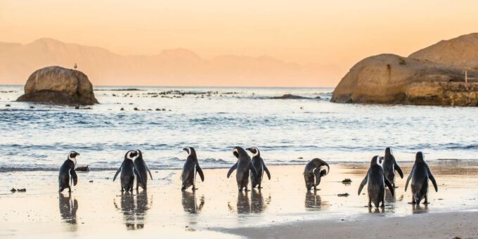 Cape Peninsula & Penguins Beach Half Day Tour From Cape Town - Frequently Asked Questions