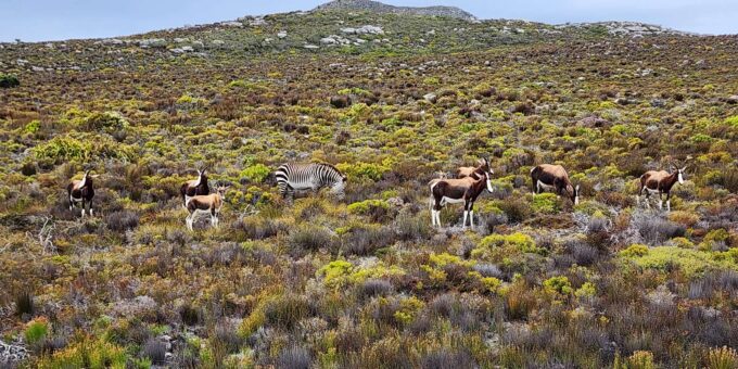 Cape Peninsula & Penguins Beach Half Day Tour From Cape Town - The Sum Up