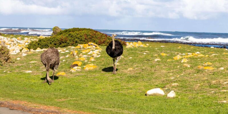 Cape Peninsula: Private Half Day Tour - Tour Logistics