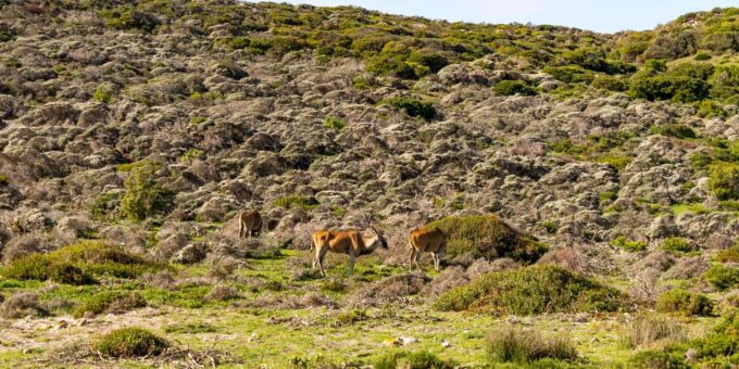 Cape Peninsula: Private Half Day Tour - Booking Information