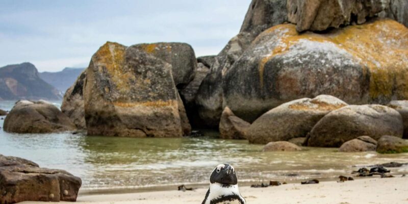 Cape Peninsula Private Tour In Cape Town South Africa - Itinerary Highlights
