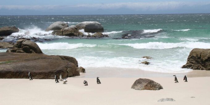 Cape Peninsula Private Tour In Cape Town South Africa - Planning Considerations