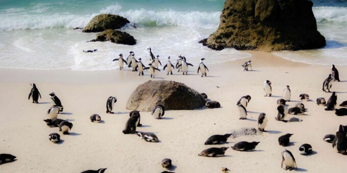 Cape Peninsula Private Tour In Cape Town South Africa - Service and Reviews