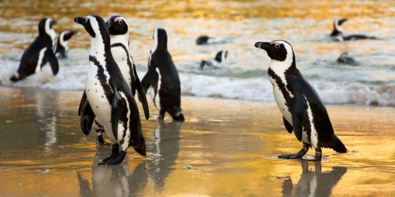 Cape Point and the Cape of Good Hope Private Tour - Inclusions and Exclusions