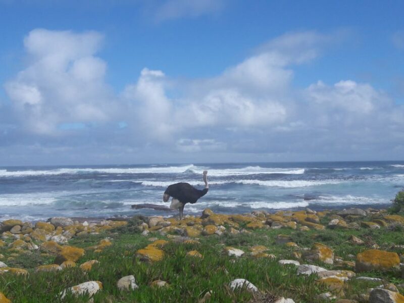 Cape Point Cape of Good Hope, Penguins Private Half Day Tour - Good To Know